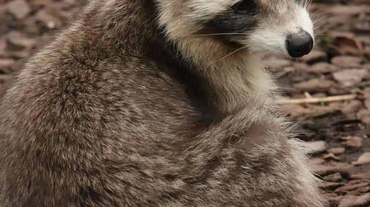 raccoon babies in attic what to do