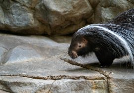 when are skunks most active