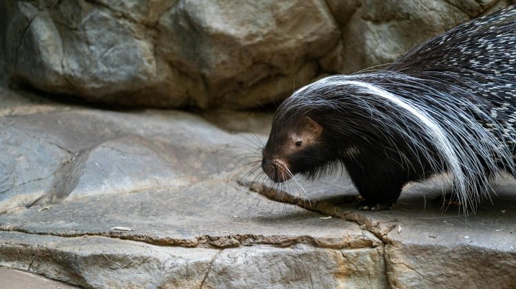 when are skunks most active