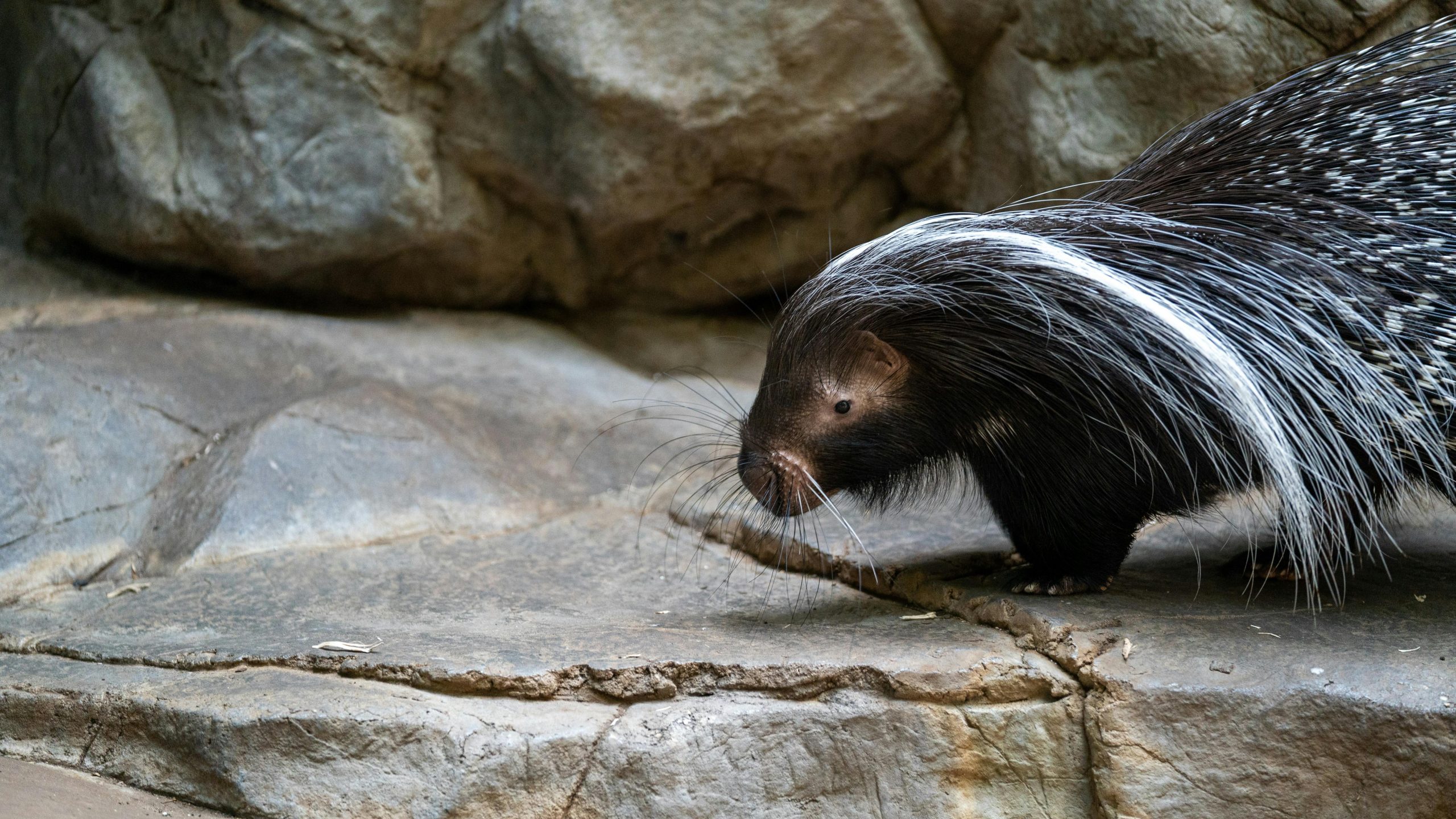 when are skunks most active