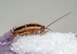 German Cockroach Eggs