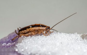 German Cockroach Eggs