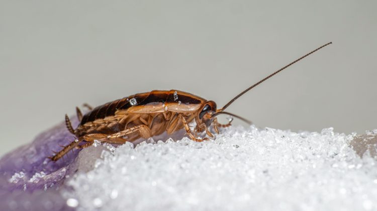 German Cockroach Eggs