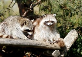 What Scares Raccoons