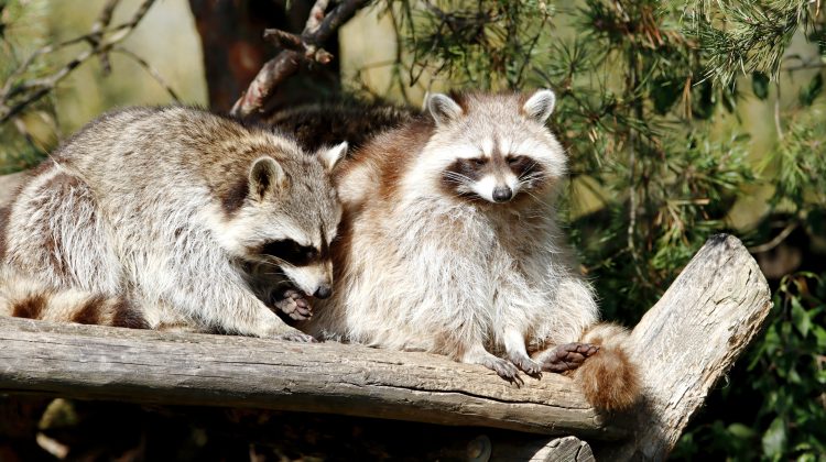 What Scares Raccoons