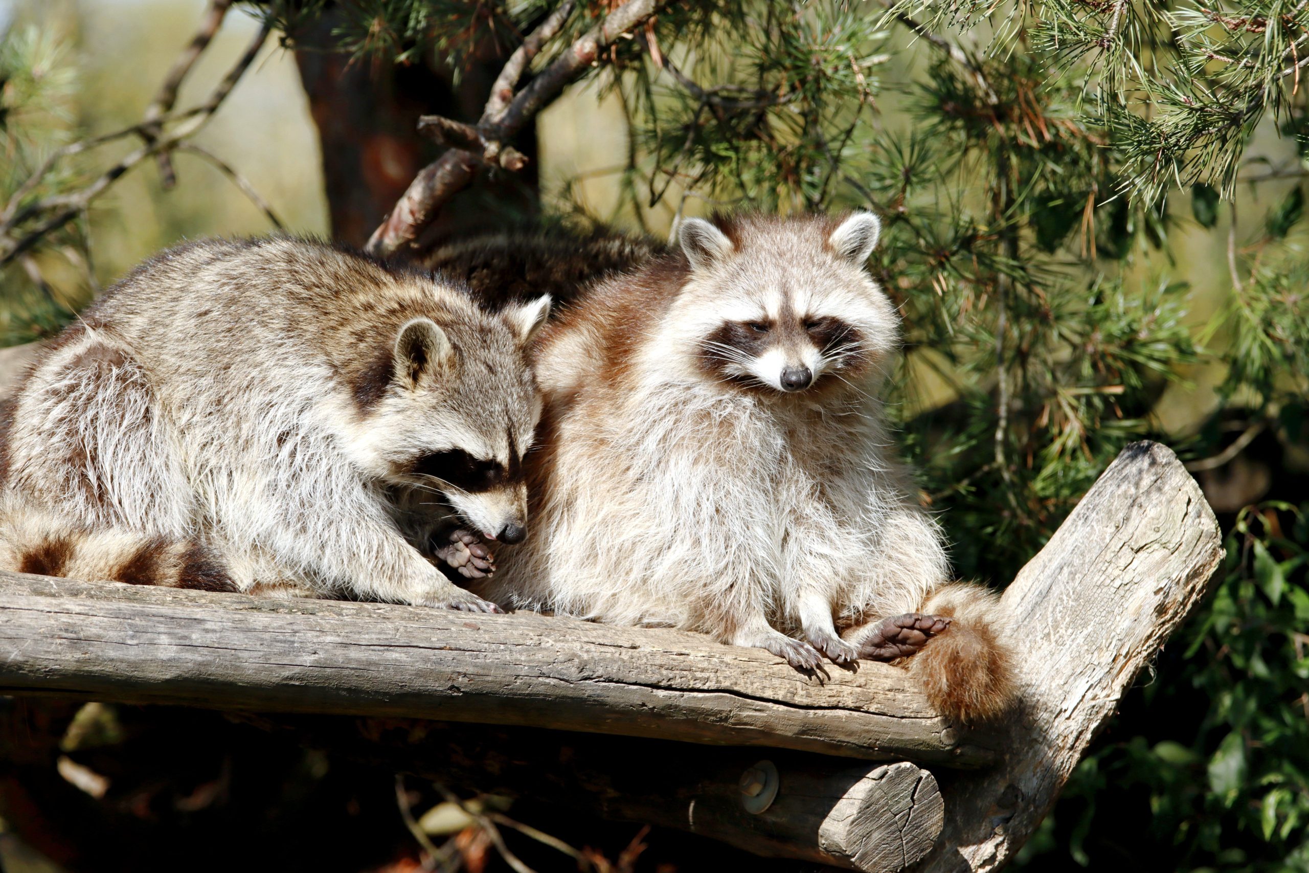 What Scares Raccoons