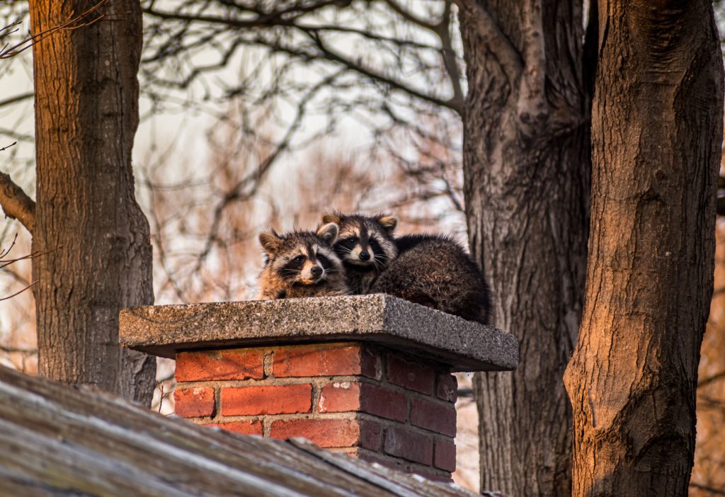 raccoons and garbage cans