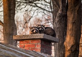 raccoons and garbage cans