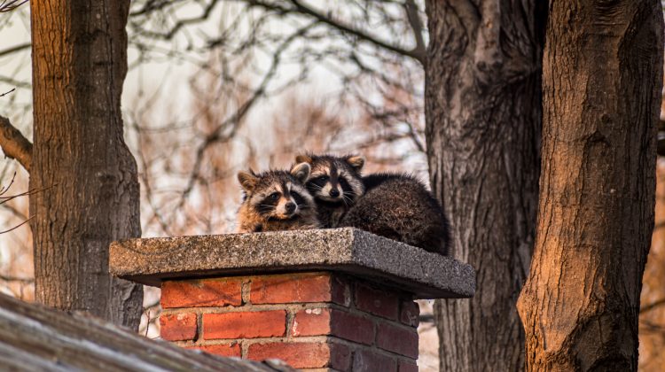 raccoons and garbage cans