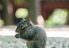squirrel repellent advice removal