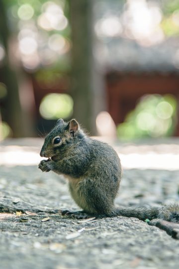 squirrel repellent advice removal