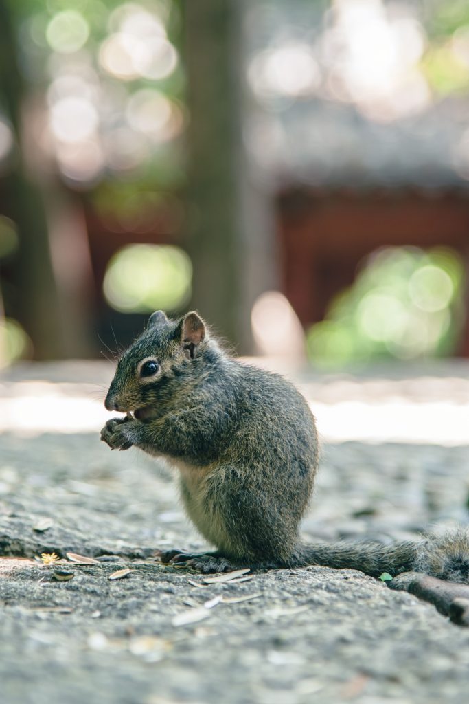 squirrel repellent advice removal