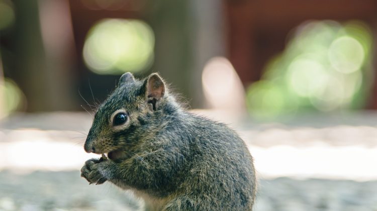 squirrel repellent advice removal