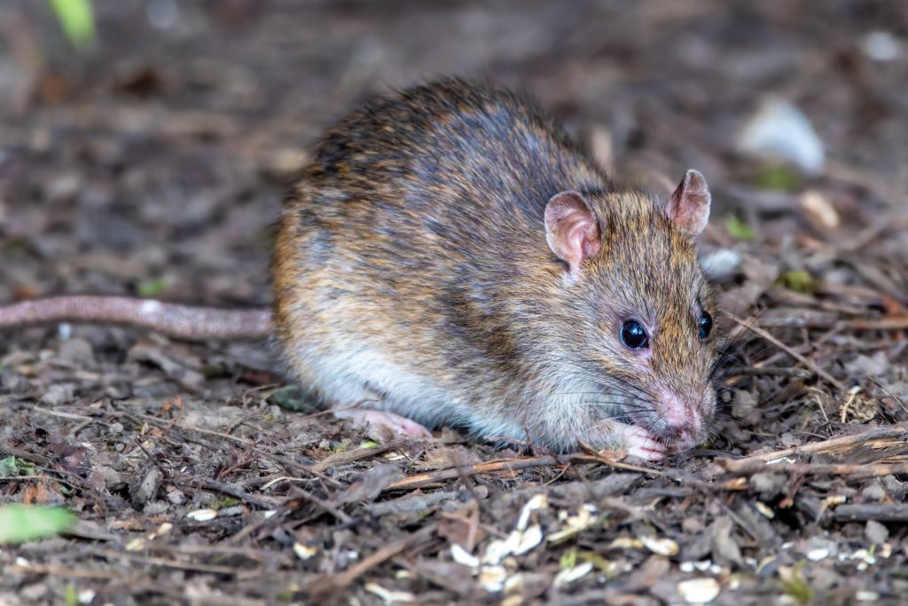 are roof rats dangerous