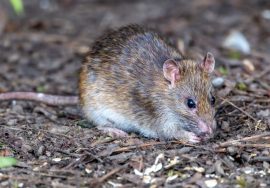 are roof rats dangerous