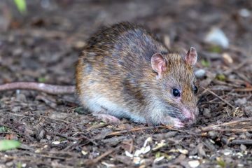 are roof rats dangerous