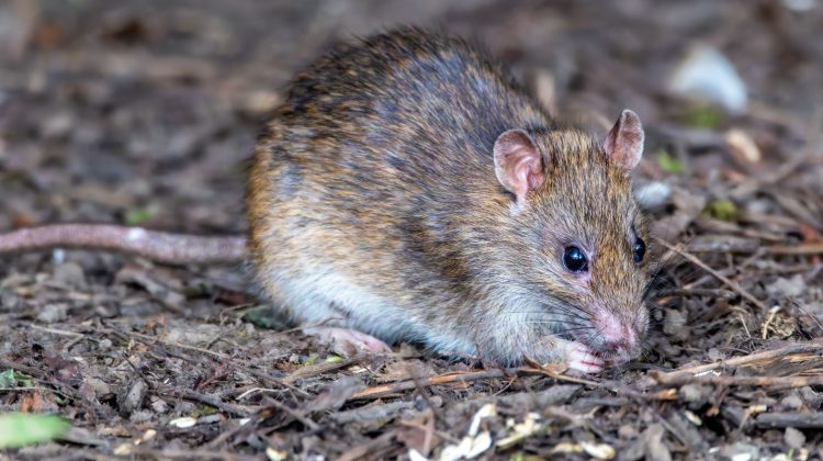 are roof rats dangerous