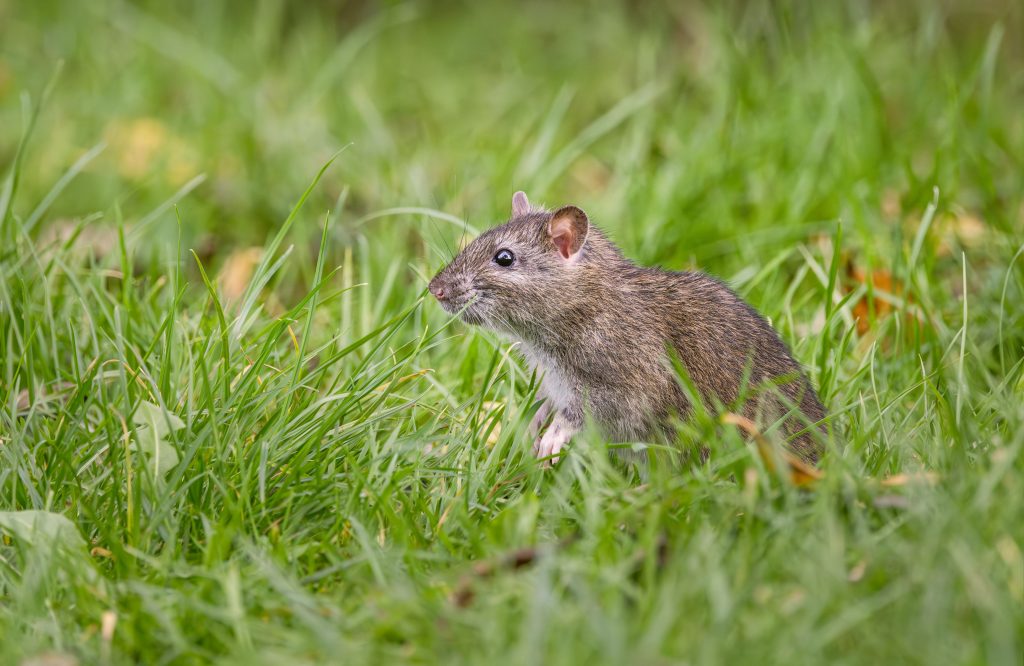 reduce yard pests