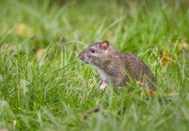 reduce yard pests