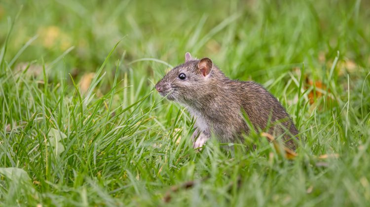 reduce yard pests
