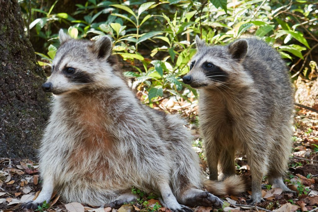 are all raccoons aggressive