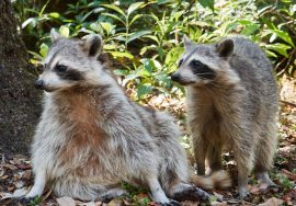 are all raccoons aggressive