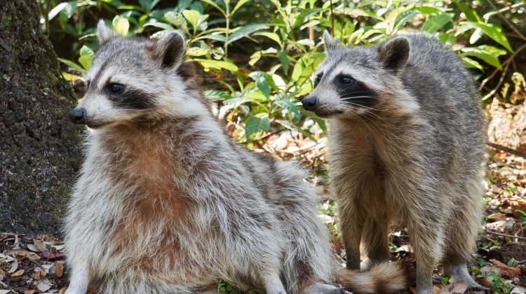 are all raccoons aggressive