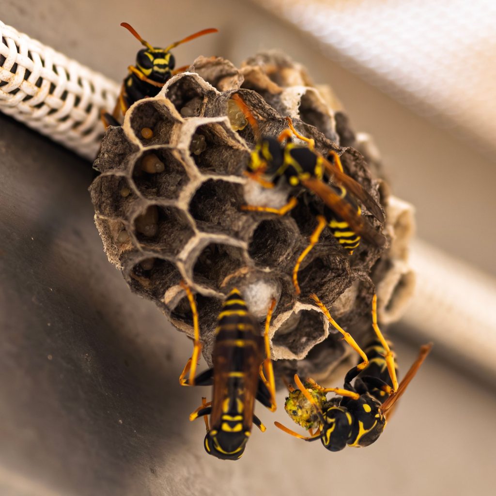 how to discourage wasps