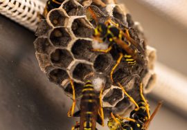 how to discourage wasps
