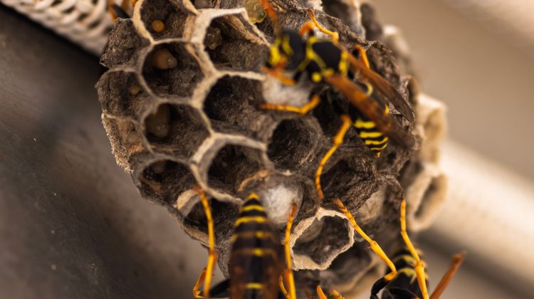 how to discourage wasps