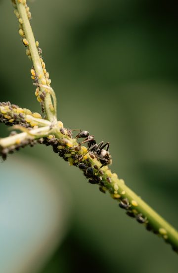 Organic pest management