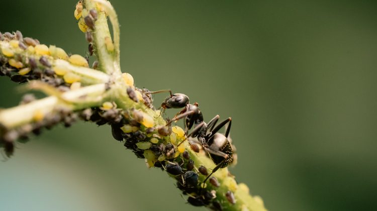 Organic pest management